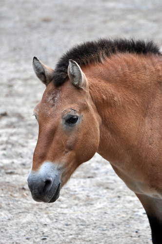 przewalski horse