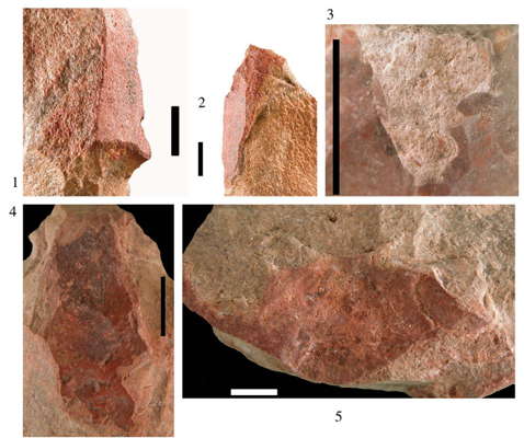 Blombos Cave silcrete tools