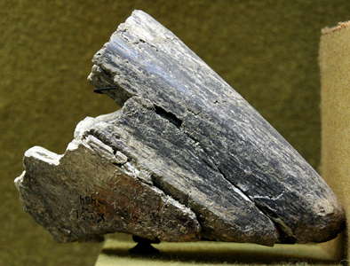 Kostenki mammoth bone