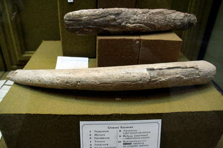 Kostenki mammoth tusk