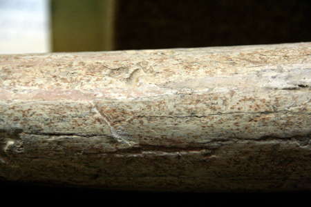 Kostenki mammoth tusk