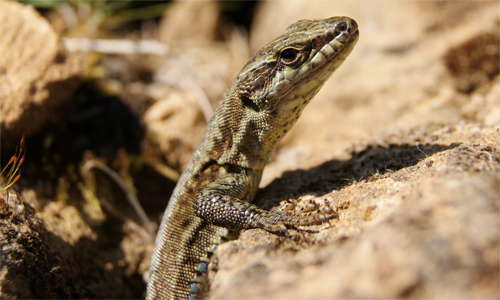 Lizard dordogne