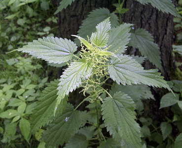 nettles