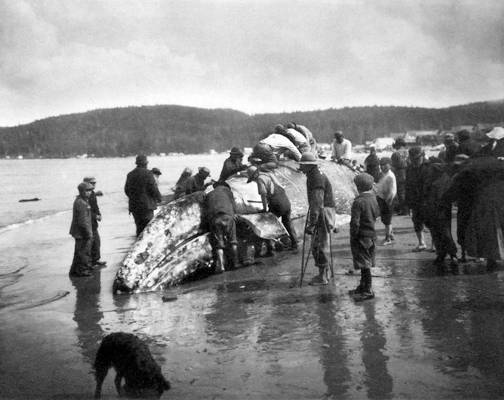 whale on shore