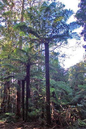 Grass Tree Ridge