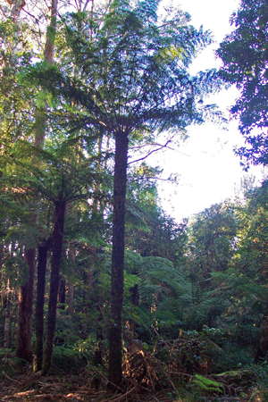 Grass Tree Ridge