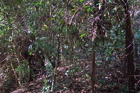 Grass Tree Ridge