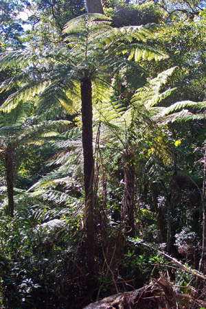 Grass Tree Ridge