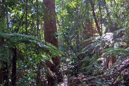 Grass Tree Ridge