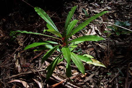 Grass Tree Ridge