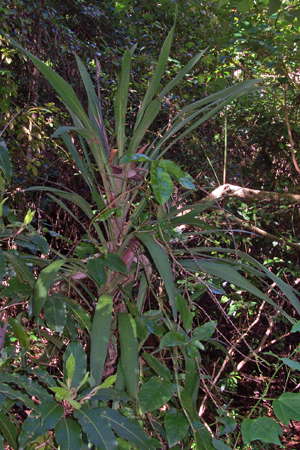 Grass Tree Ridge