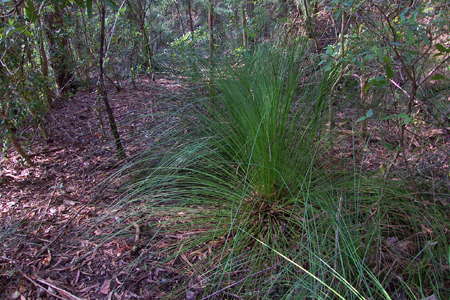 Grass Tree Ridge