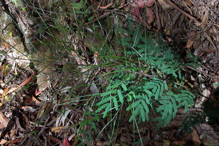 Grass Tree Ridge