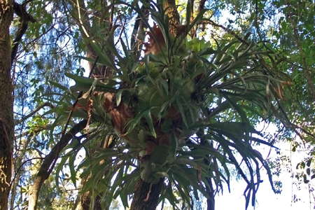 Grass Tree Ridge