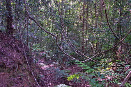 Grass Tree Ridge