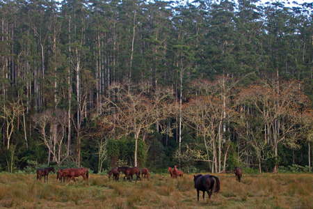 Upper Bellinger River