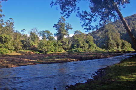 Upper Bellinger River