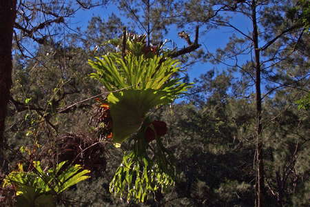 Upper Bellinger River