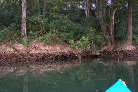 Lower Bellinger River