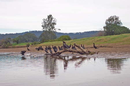 Lower Bellinger River