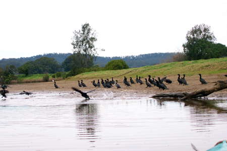 Lower Bellinger River