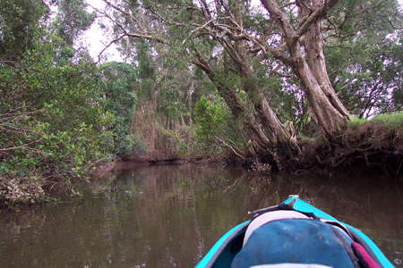 Lower Bellinger River