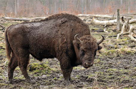 European Bison