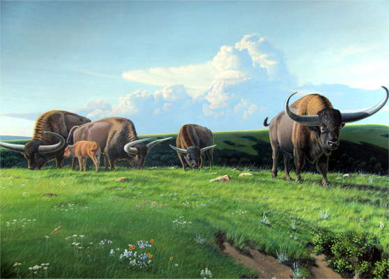 bison