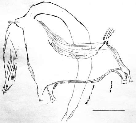 ibex engraving