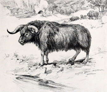 brush oxen  