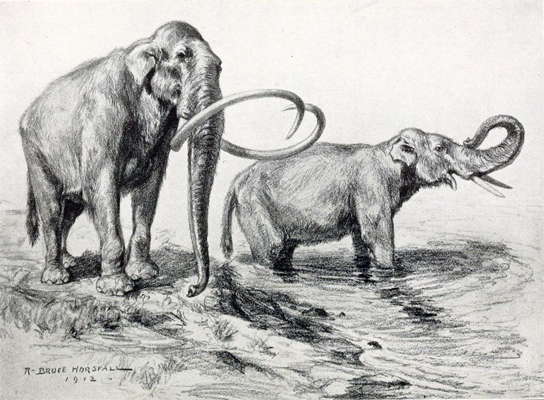 columbian mammoth