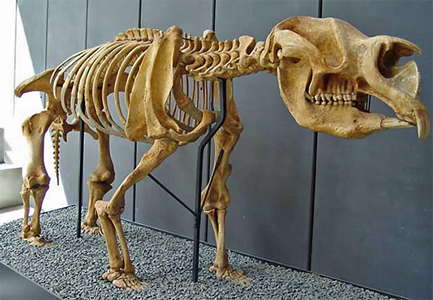 Diprotodon