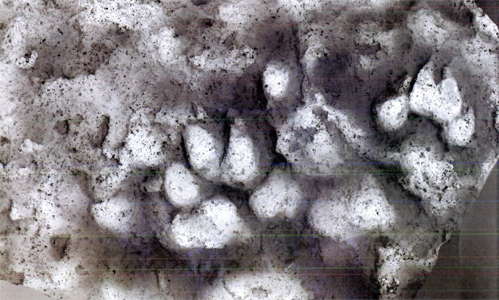 dog print