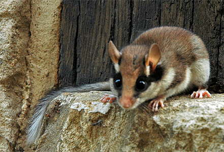 dormouse