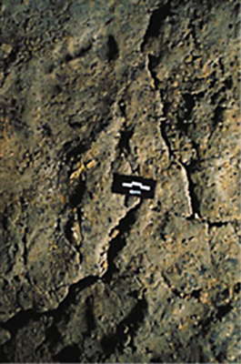 child's foot