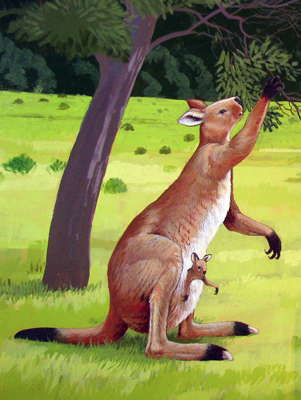 Giant Kangaroo