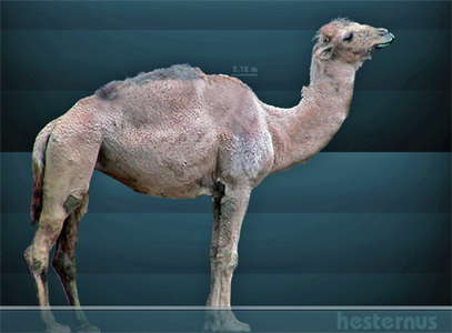 camel 