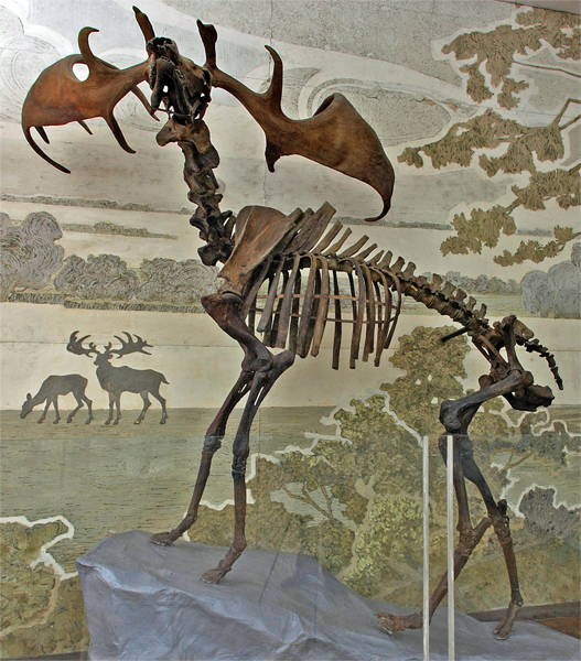 Megaloceros