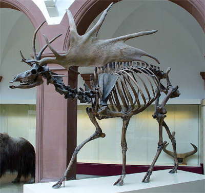 megaloceros