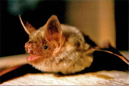 myotis myotis