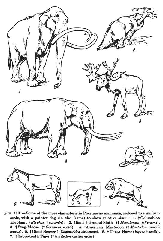 north american pleistocene animals