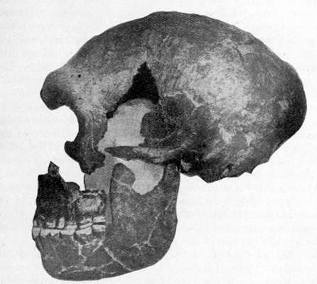 La Quina skull