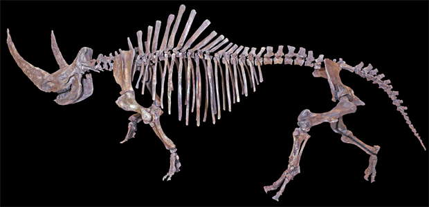 rhino skeleton