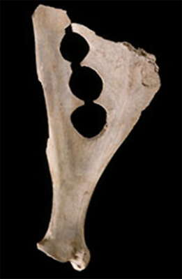 scapula