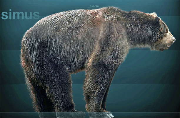 short faced bear