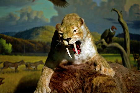 Sabre tooth cat