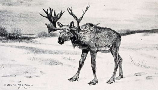 stag moose