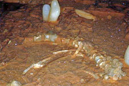 Connected vertebrae in the Gallery of Cross Hatching