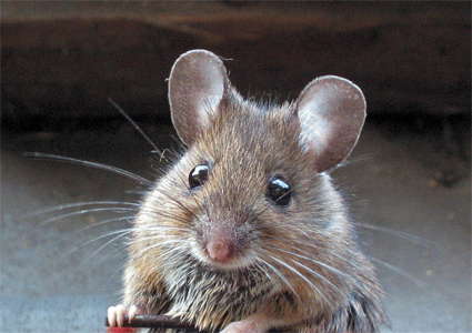 Wood Mouse