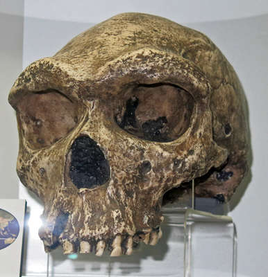 Homo heidelbergensis